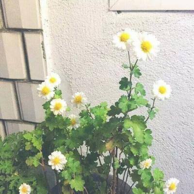 梦回凤歌内购破解版下载